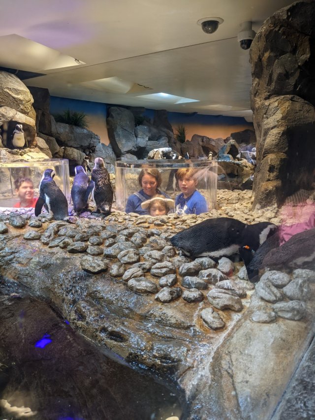 Penguins at the aquarium